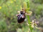 bee orchid