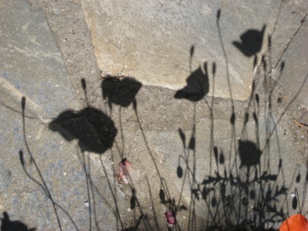 shadows of poppies